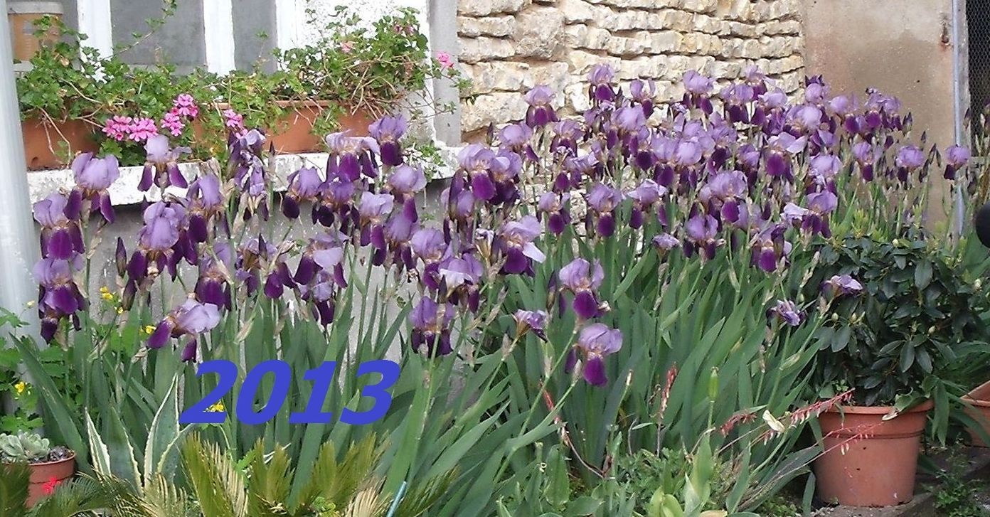 Iris de Printemps