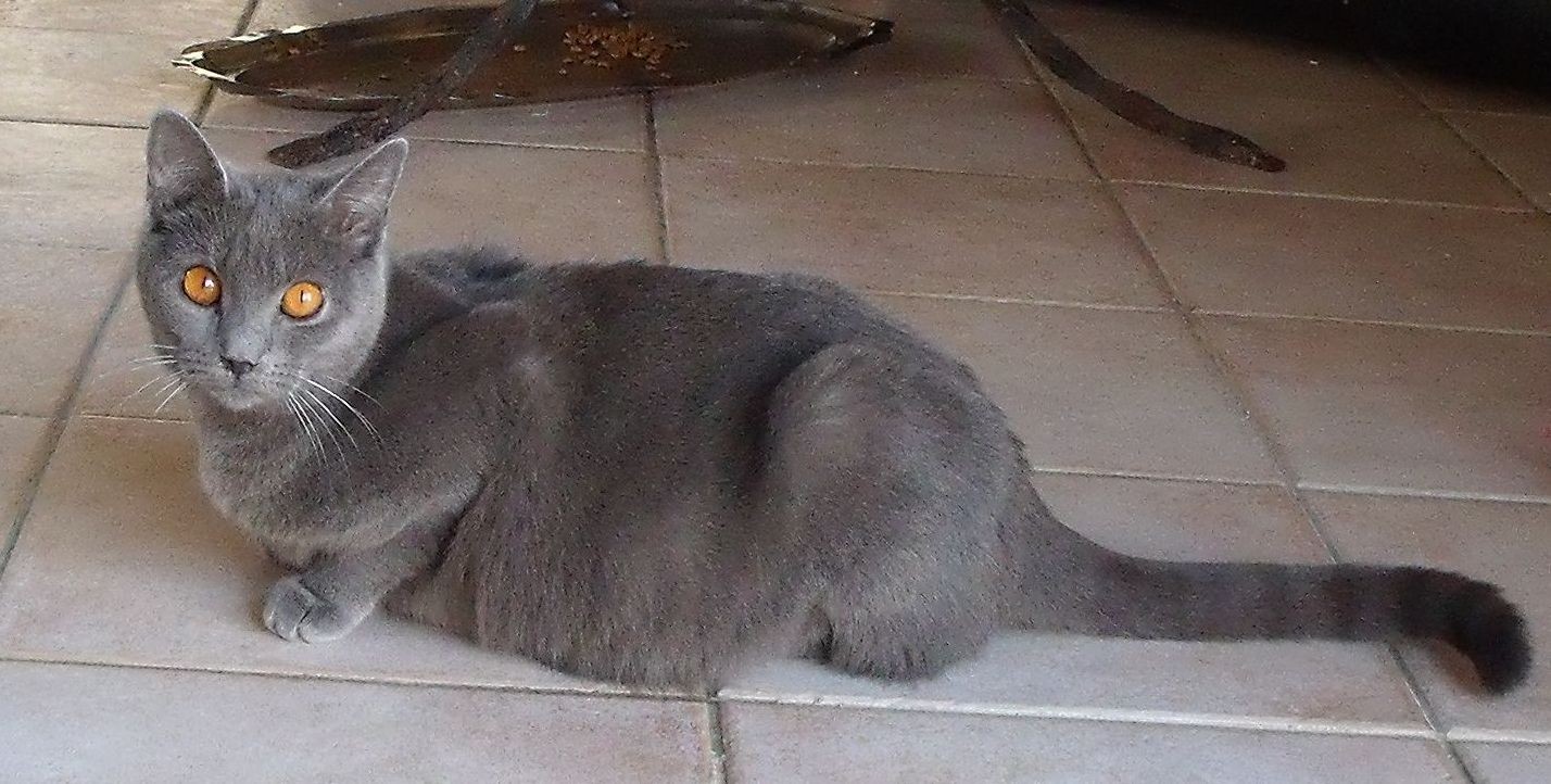 Sophie