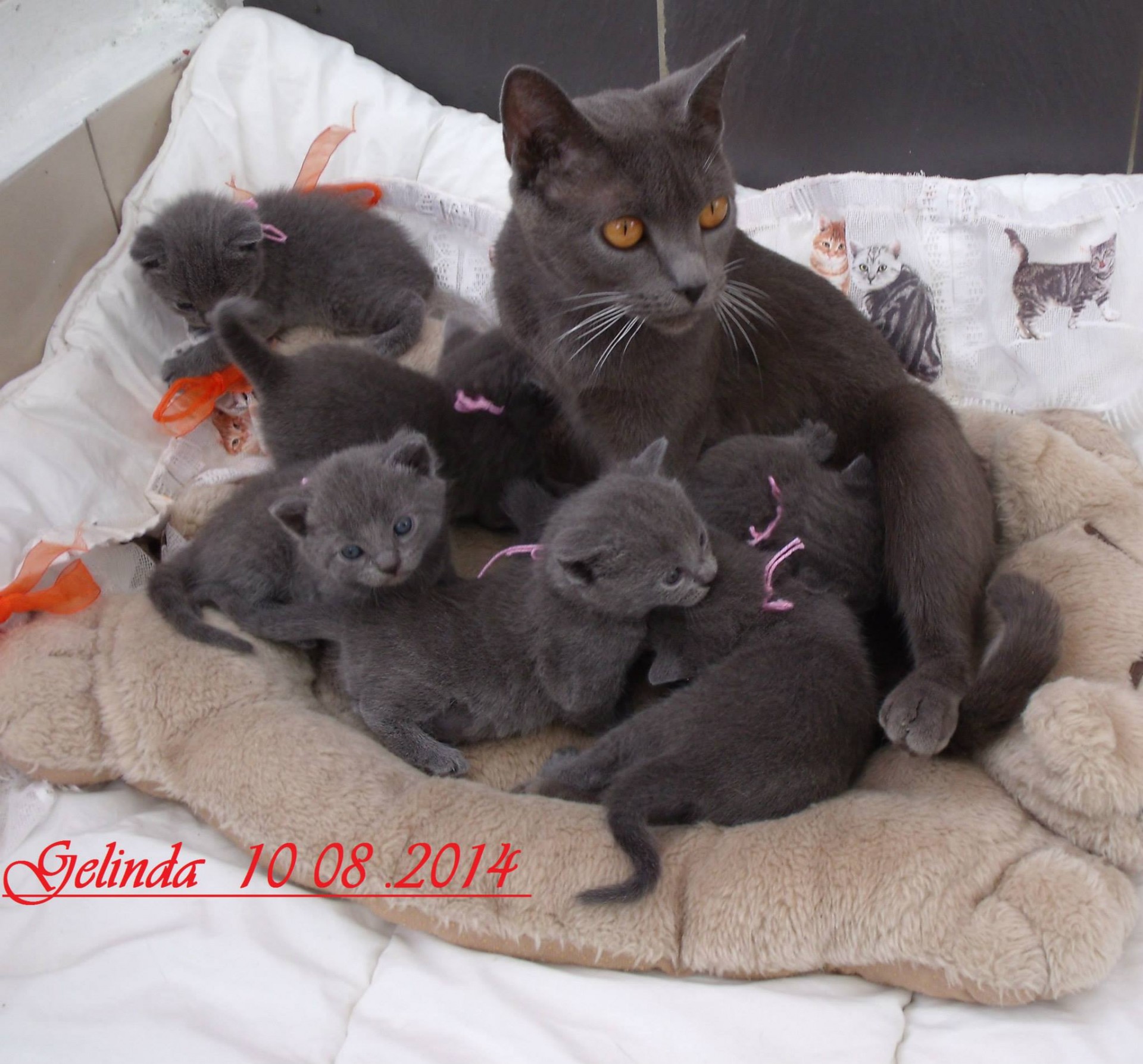 Gelinda et bb
