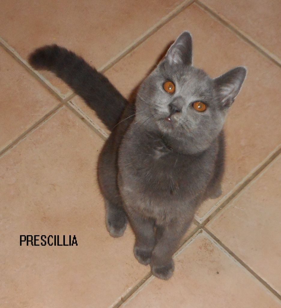 Prescillia 3